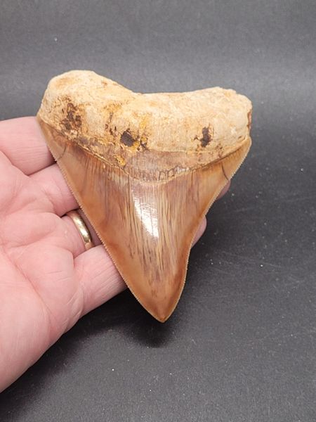 #2009 phenomenal colored Indonesian Meg tooth