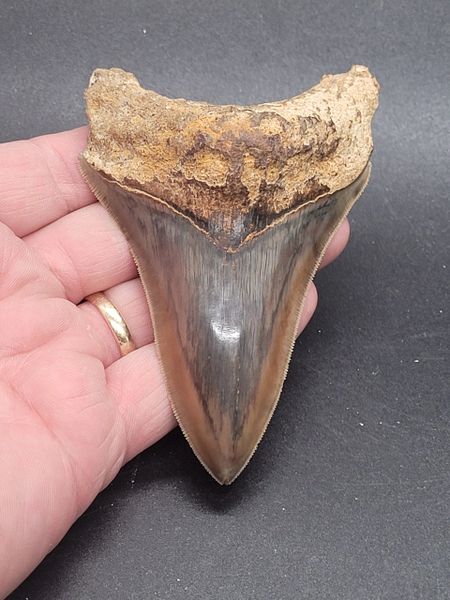 #2011. Phenomenal colored Indonesian Megalodon shark tooth