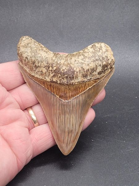 #2013. Awesome colored Indonesian Megalodon tooth