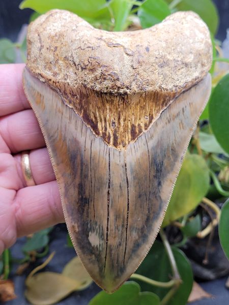 #2016 mottled color Indonesian Megalodon shark tooth
