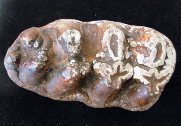 Large St. Marys River Gomphotherium Tooth