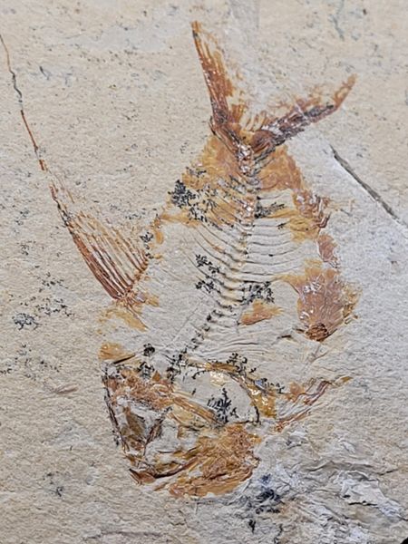 #2045 Cretaceous Lebanese fish Nematonotus sp..