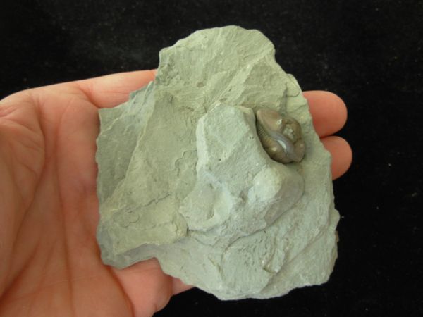 Trilobite Flexycalymene Retrorsa On Matrix Ohio