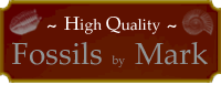 Marks Fossils
