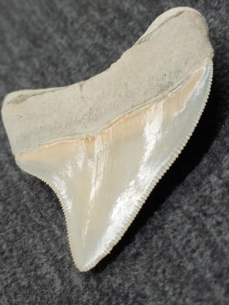 #2038 Large Aurora posterior Otodus megalodon shark tooth