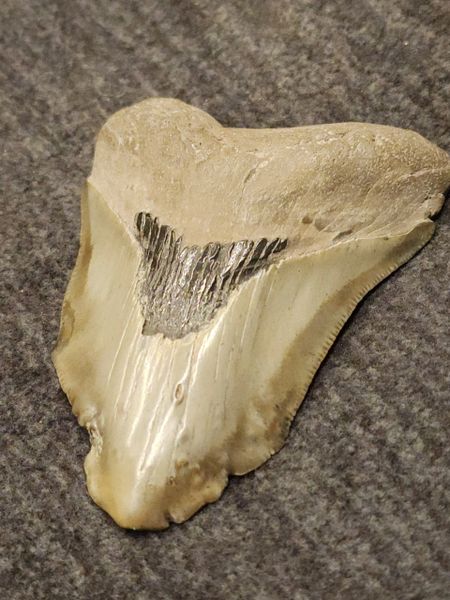 #2047 severly pathological Otodus megalodon shark tooth