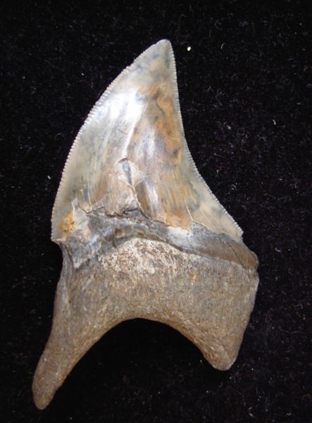 3.27" Aurora Megalodon Shark Tooth