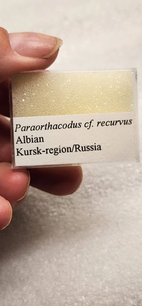 #2067 Paraothacodus sp. Kazakhstan