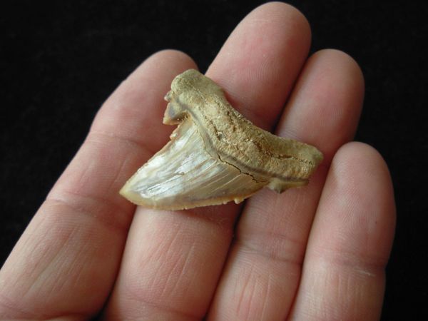 Transitional Paleocarcharodon Orientalis Shark Tooth