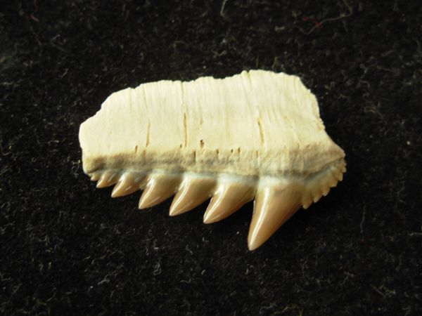 Notorhrynchus Kempi Lower Cow Shark Tooth