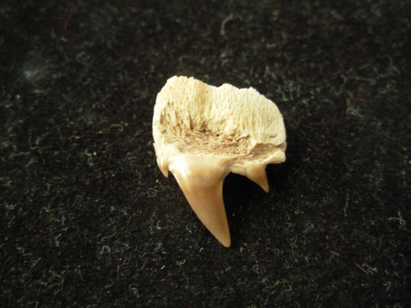 Upper Cow Shark Tooth Notorhynchus Kempi