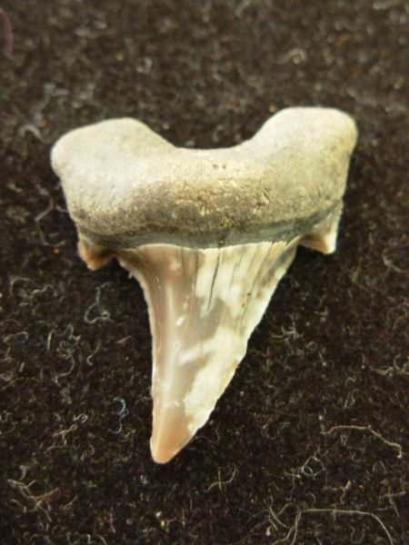 Parotodus Pavlovi Fossil Shark Tooth Kazakhstan