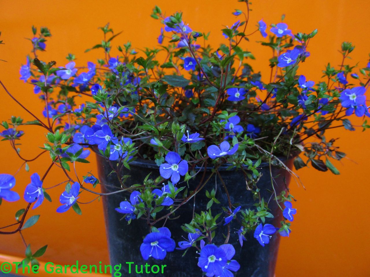 Veronica Georgia Blue A Low Care Perennial