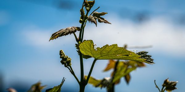 Growing vine