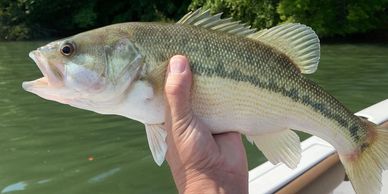 Salt River Kentucky, White Bass