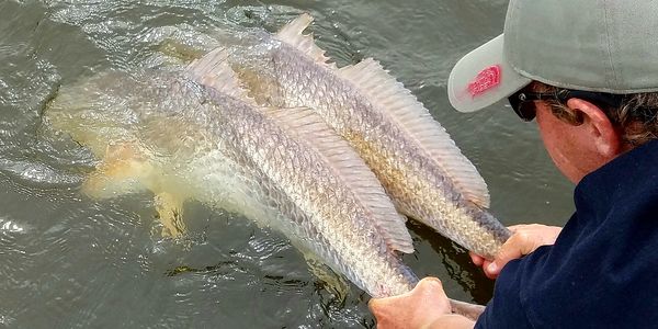 Louisiana Redfish Double
Capt Matt Thomas
Fly Fishing Guide