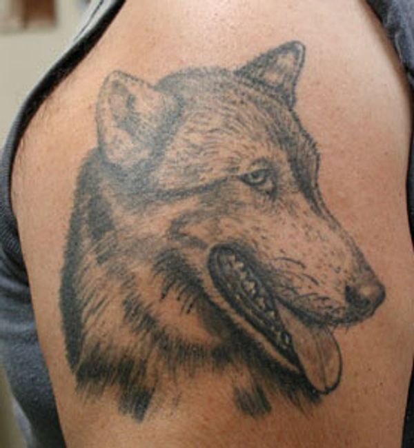 Black and grey tattoo of a wolf-dog.