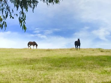 Happy Horses Relaxing 