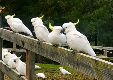 Visiting Cockatoos 