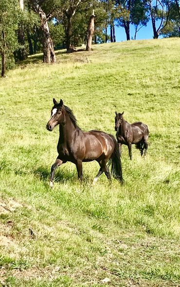 Large  beautiful Paddocks