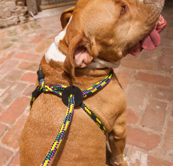 harness and lead