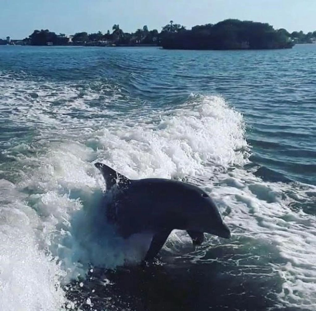 Dolphin jumping in boat wake