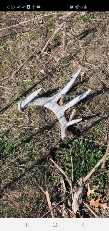 Shed Hunting is one of the Benefits of having a Correct Whitetail Hunting Property.  