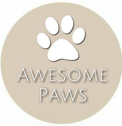 Awesome Paws - Moyen Poodle, Available Puppies | Awesome Paws