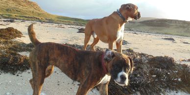Murphy and Skye