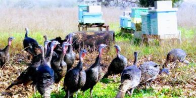 Rio Grande Wild Turkey