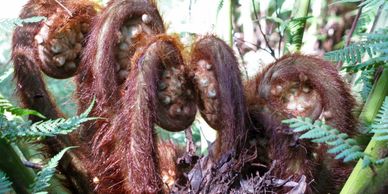 fern fronds