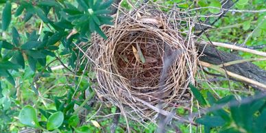 bird nest