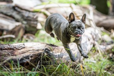 Boston Terrier jumping over a down tree.