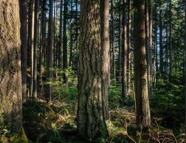 Trees in a forest below the canopy.