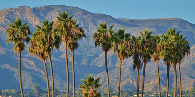 Palm trees along the coast of Santa Barbara with the mountains in the background.