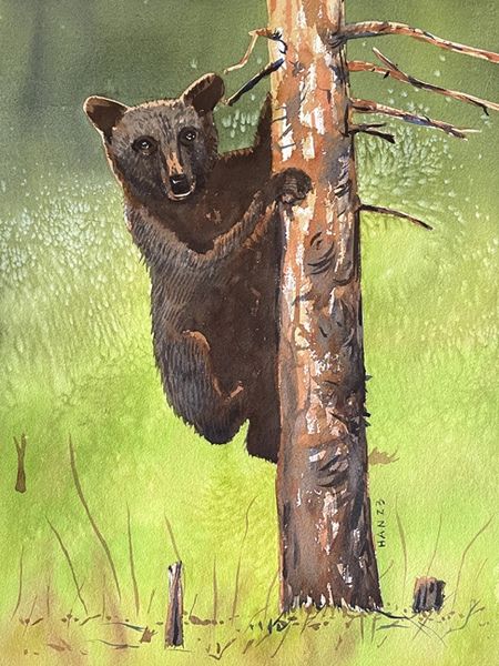 Black Bear Cub - Hanging on a Tree