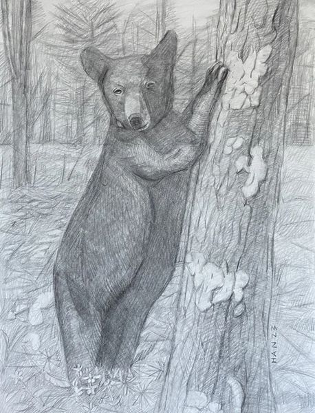 Z - Black Bear - Leaning on a Tree