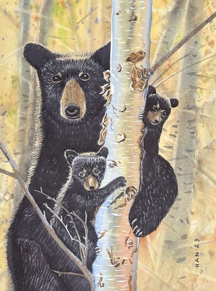 Black Bear - Mom & Cubs
