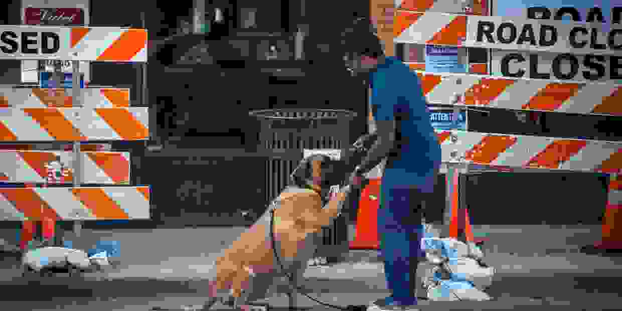 Chicago Dog Training and Services Wolfkeeper University