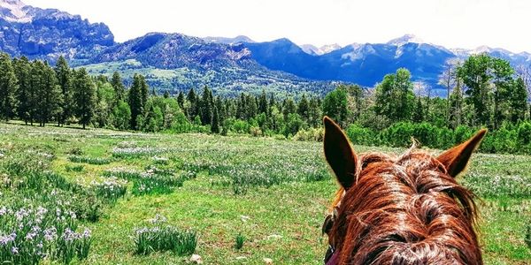 One of the best views as you are horseback in the mountains of Southwest Colorado