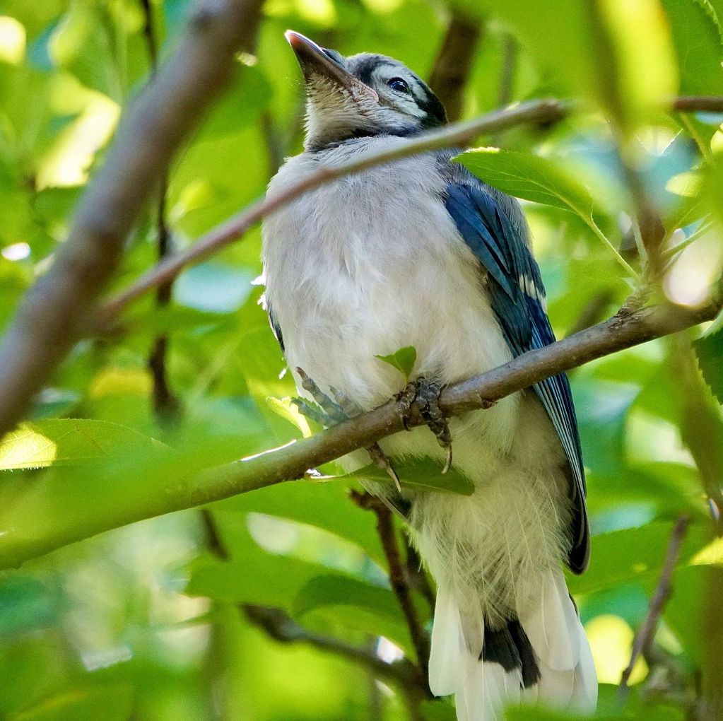 young blue jay in a tree