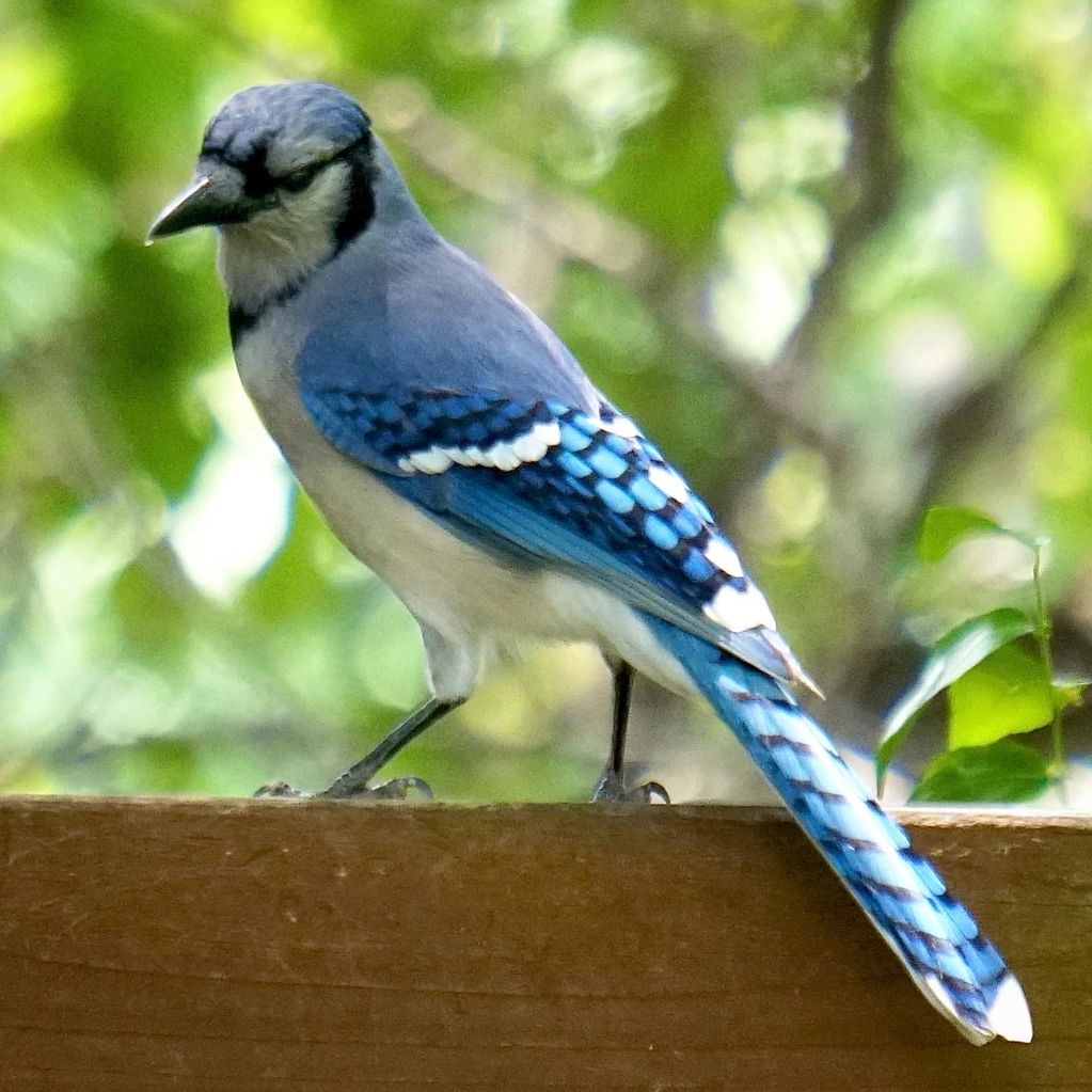 Blue Jay in Flight - FeederWatch