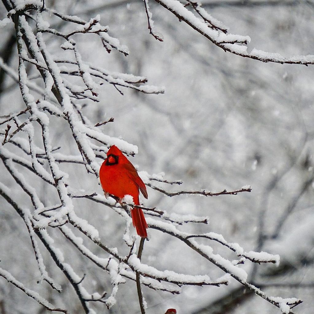 male cardinal in a snowy tree