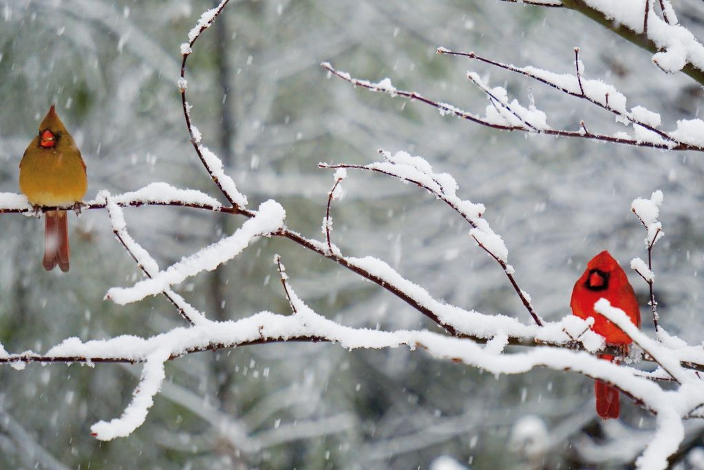 male and female cardinal in the snow