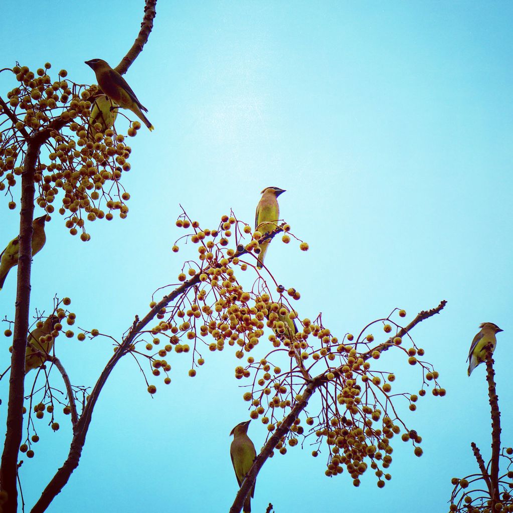 cedar waxwings in a tree