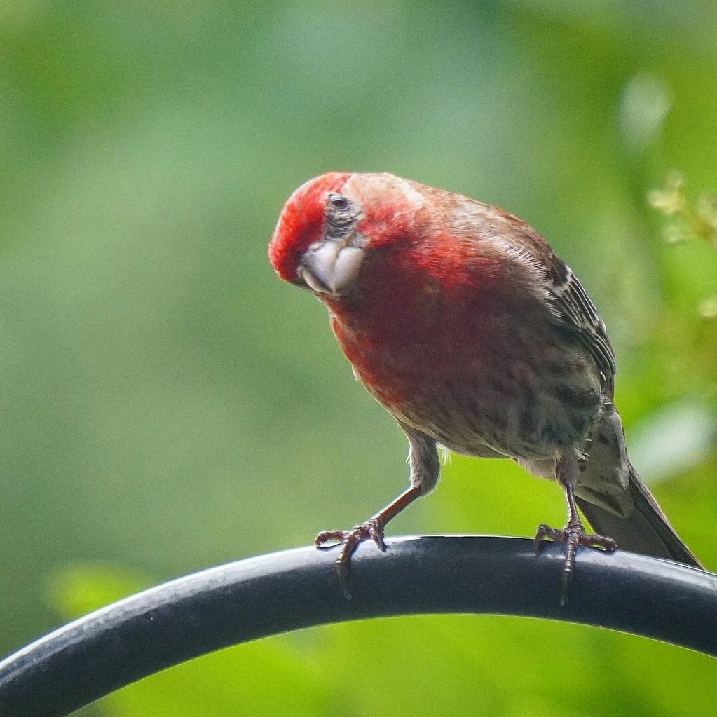 male house finch