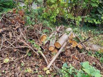 Brush , Leaves, Tree Limbs