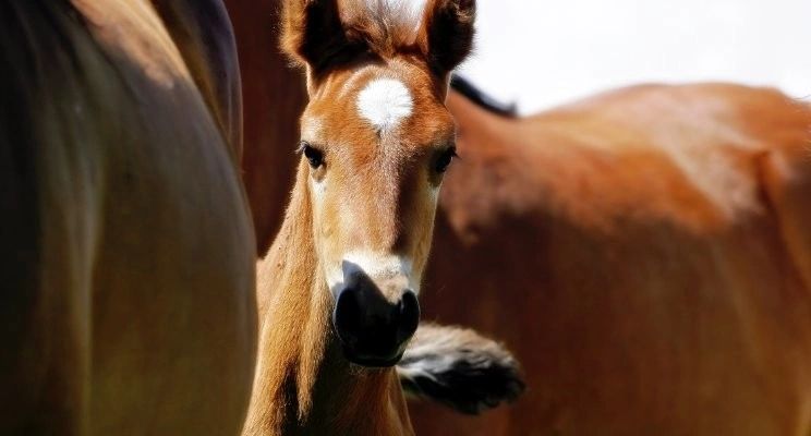 Picture of a foal with mother
