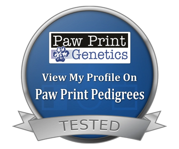 Pointing Labs For Sale Paw Print Genetics Pedigrees