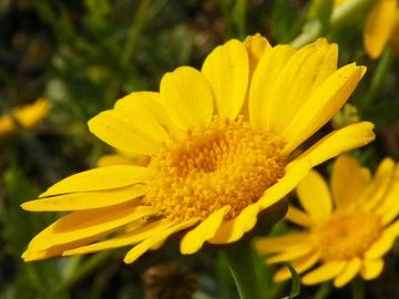 CORN MARIGOLD
Happiness
Luck
Protection
Dreamwork
